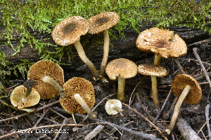  (Inocybe luteifolia - MQ23-HRL3407)  @11 [ ] copyright © (2021) Renee Lebeuf Unspecified