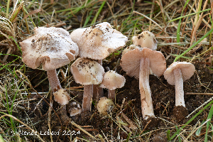  (Inocybe grammatoides - MQ24a-HRL4463)  @11 [ ] (bc-nc)  Renee Lebeuf 2024