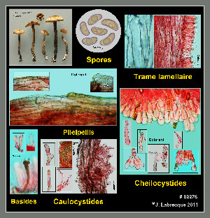  ( - MQ23-CMMF026300)  @11 [ ] by-nc (2011) Jacqueline Labrecque Unspecified