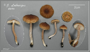  (Inocybe putilla - MQ23-CMMF026453)  @11 [ ] (by-nc) (2016) Jacqueline Labrecque Unspecified