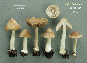  (Inocybe occulta - MQ24-RPL30420-CMMF27296)  @11 [ ] by-nc (2007) Jacqueline Labrecque Unspecified
