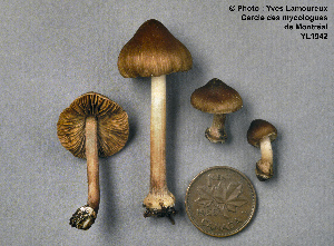  (Inocybe napipes - MQ23-CMMF001942)  @11 [ ] Unspecified (default): All Rights Reserved (1993) Yves Lamoureux Unspecified