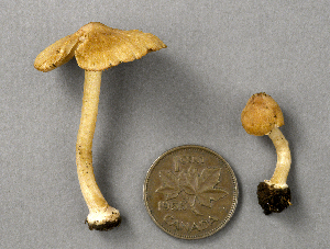  (Inocybe praetervisa - MQ23-CMMF002160)  @11 [ ] Unspecified (default): All Rights Reserved (1994) Yves Lamoureux Unspecified