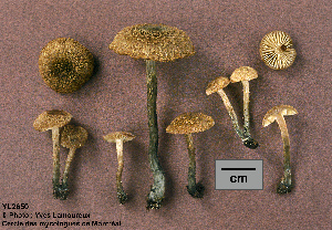  ( - MQ23-CMMF002650)  @11 [ ] Unspecified (default): All Rights Reserved (1995) Yves Lamoureux Unspecified