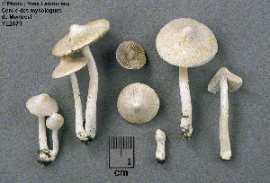  ( - MQ23-CMMF002671)  @11 [ ] Unspecified (default): All Rights Reserved (1995) Yves Lamoureux Unspecified