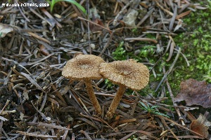  (Pholiota virescentifolia - MQ23-CMMF026550)  @11 [ ] (by-nc) (2020) Patrick Poitras Unspecified