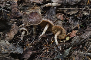  (Cortinarius atroalbus - MQ23-CMMF026569)  @11 [ ] (by-nc) (2022) Patrick Poitras Unspecified