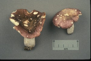 ( - MQ21-CMMF001012)  @11 [ ] by-nc-nd (1990) Yves Lamoureux Universite de Montreal, Biodiversity Center