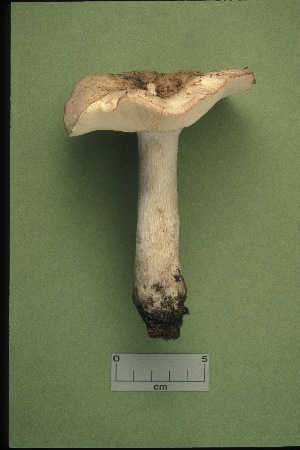  (Russula subdepallens - MQ21-CMMF001027)  @11 [ ] by-nc-nd (1990) Yves Lamoureux Universite de Montreal, Biodiversity Center