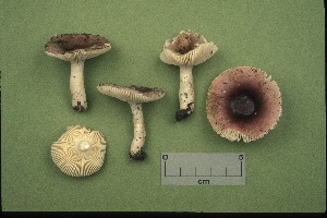  (Russula cristulispora - MQ21-CMMF001029)  @11 [ ] by-nc-nd (1990) Yves Lamoureux Universite de Montreal, Biodiversity Center