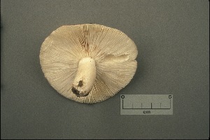  ( - MQ21-CMMF001436)  @11 [ ] by-nc-nd (1991) Yves Lamoureux Universite de Montreal, Biodiversity Center