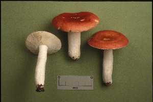  (Russula rugulosa - MQ21-CMMF001740)  @11 [ ] by-nc-nd (1992) Yves Lamoureux Universite de Montreal, Biodiversity Center