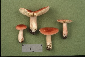  (Russula subpunctata - MQ21-CMMF001993)  @11 [ ] by-nc-nd (1993) Yves Lamoureux Universite de Montreal, Biodiversity Center