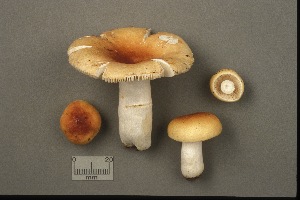  (Russula ochracea - MQ21-CMMF002031)  @11 [ ] by-nc-nd (1993) Yves Lamoureux Universite de Montreal, Biodiversity Center