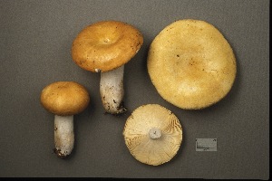  (Russula sp._pseudodecolorans - MQ22-CMMF002057)  @11 [ ] by-nc-nd (1993) Yves Lamoureux Universite de Montreal, Biodiversity Center