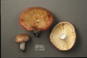  (Russula aff. depallens - MQ21-CMMF002058)  @11 [ ] by-nc-nd (1993) Yves Lamoureux Universite de Montreal, Biodiversity Center