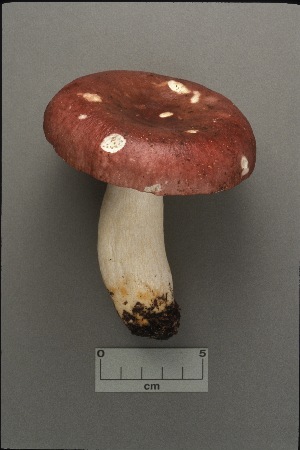  (Russula atropurpurea - MQ21-CMMF002215)  @11 [ ] by-nc-nd (1994) Yves Lamoureux Universite de Montreal, Biodiversity Center