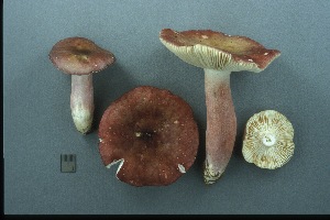  (Russula aff. queletii - MQ21-CMMF003482)  @11 [ ] by-nc-nd (2000) Yves Lamoureux Universite de Montreal, Biodiversity Center