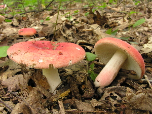  (Russula aurora - MQ21-CMMF004092)  @11 [ ] by-nc-nd (2006) Yves Lamoureux Universite de Montreal, Biodiversity Center