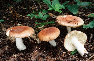  (Russula fulvescens - MQ21-CMMF005153)  @11 [ ] by-nc-nd (2003) Raymond Boyer Universite de Montreal, Biodiversity Center