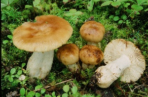  (Russula fragrantissima - MQ21-CMMF005206)  @11 [ ] by-nc-nd (2004) Raymond Boyer Universite de Montreal, Biodiversity Center