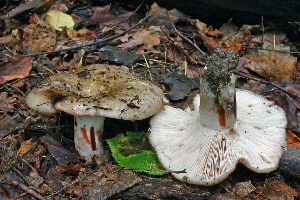  ( - MQ21-CMMF005830)  @11 [ ] by-nc-nd (2007) Raymond McNeil Universite de Montreal, Biodiversity Center