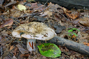  ( - MQ21-CMMF005830)  @11 [ ] by-nc-nd (2007) Raymond McNeil Universite de Montreal, Biodiversity Center