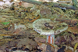  ( - MQ21-CMMF005831)  @11 [ ] by-nc-nd (2006) Raymond McNeil Universite de Montreal, Biodiversity Center