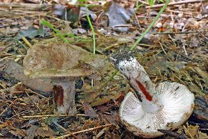  ( - MQ21-CMMF005831)  @11 [ ] by-nc-nd (2006) Raymond McNeil Universite de Montreal, Biodiversity Center