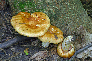  ( - MQ21-CMMF005859)  @11 [ ] by-nc-nd (2008) Raymond McNeil Universite de Montreal, Biodiversity Center