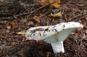  ( - MQ21-CMMF006039)  @11 [ ] by-nc-nd (2013) Raymond McNeil Universite de Montreal, Biodiversity Center