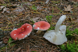  (Russula silvestris - MQ21-CMMF006467)  @11 [ ] by-nc-nd (2005) Raymond McNeil Universite de Montreal, Biodiversity Center