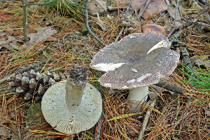  ( - MQ21-CMMF006470)  @11 [ ] by-nc-nd (2005) Raymond McNeil Universite de Montreal, Biodiversity Center