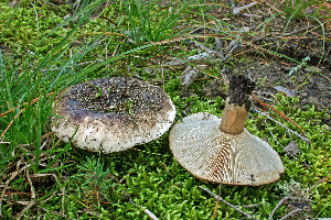  ( - MQ21-CMMF006498)  @11 [ ] by-nc-nd (2005) Raymond McNeil Universite de Montreal, Biodiversity Center