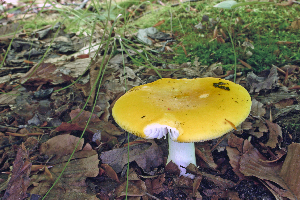  ( - MQ21-CMMF006563)  @11 [ ] by-nc-nd (2006) Raymond McNeil Universite de Montreal, Biodiversity Center