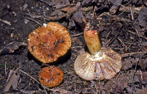  (Russula foetentula - MQ21-CMMF006582)  @11 [ ] by-nc-nd (1980) Raymond McNeil Universite de Montreal, Biodiversity Center