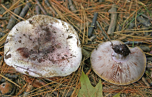  ( - MQ21-CMMF006621)  @11 [ ] by-nc-nd (2004) Raymond McNeil Universite de Montreal, Biodiversity Center