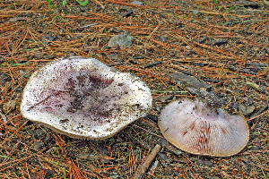  ( - MQ21-CMMF006621)  @11 [ ] by-nc-nd (2004) Raymond McNeil Universite de Montreal, Biodiversity Center