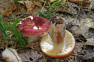  ( - MQ21-CMMF006698)  @11 [ ] by-nc-nd (2005) Raymond McNeil Universite de Montreal, Biodiversity Center