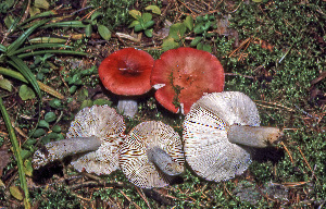  ( - MQ21-CMMF006837)  @11 [ ] by-nc-nd (1980) Raymond McNeil Universite de Montreal, Biodiversity Center