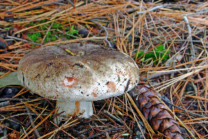  ( - MQ21-CMMF006997)  @11 [ ] by-nc-nd (2006) Raymond McNeil Universite de Montreal, Biodiversity Center