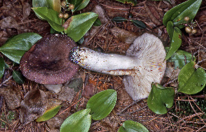  ( - MQ21-CMMF007096)  @11 [ ] by-nc-nd (1984) Raymond McNeil Universite de Montreal, Biodiversity Center