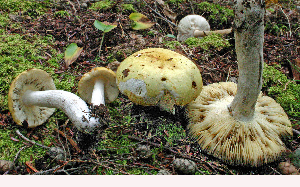  ( - MQ21-CMMF007114)  @11 [ ] by-nc-nd (2004) Raymond McNeil Universite de Montreal, Biodiversity Center