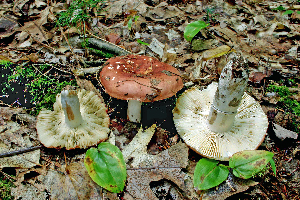  ( - MQ21-CMMF007122)  @11 [ ] by-nc-nd (2005) Raymond McNeil Universite de Montreal, Biodiversity Center