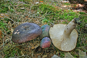  ( - MQ21-CMMF007131)  @11 [ ] by-nc-nd (2005) Raymond McNeil Universite de Montreal, Biodiversity Center