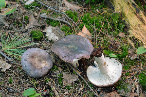  ( - MQ21-CMMF007188)  @11 [ ] by-nc-nd (2013) Raymond McNeil Universite de Montreal, Biodiversity Center