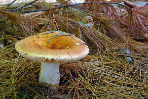  ( - MQ21-CMMF007548)  @11 [ ] by-nc-nd (2006) Raymond McNeil Universite de Montreal, Biodiversity Center