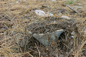  ( - MQ21-CMMF007564)  @11 [ ] by-nc-nd (2007) Raymond McNeil Universite de Montreal, Biodiversity Center