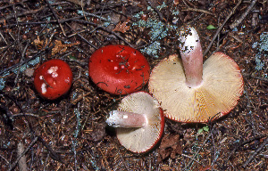  ( - MQ21-CMMF008205)  @11 [ ] by-nc-nd (1980) Raymond McNeil Universite de Montreal, Biodiversity Center