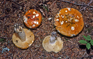  ( - MQ21-CMMF008209)  @11 [ ] by-nc-nd (1980) Raymond McNeil Universite de Montreal, Biodiversity Center